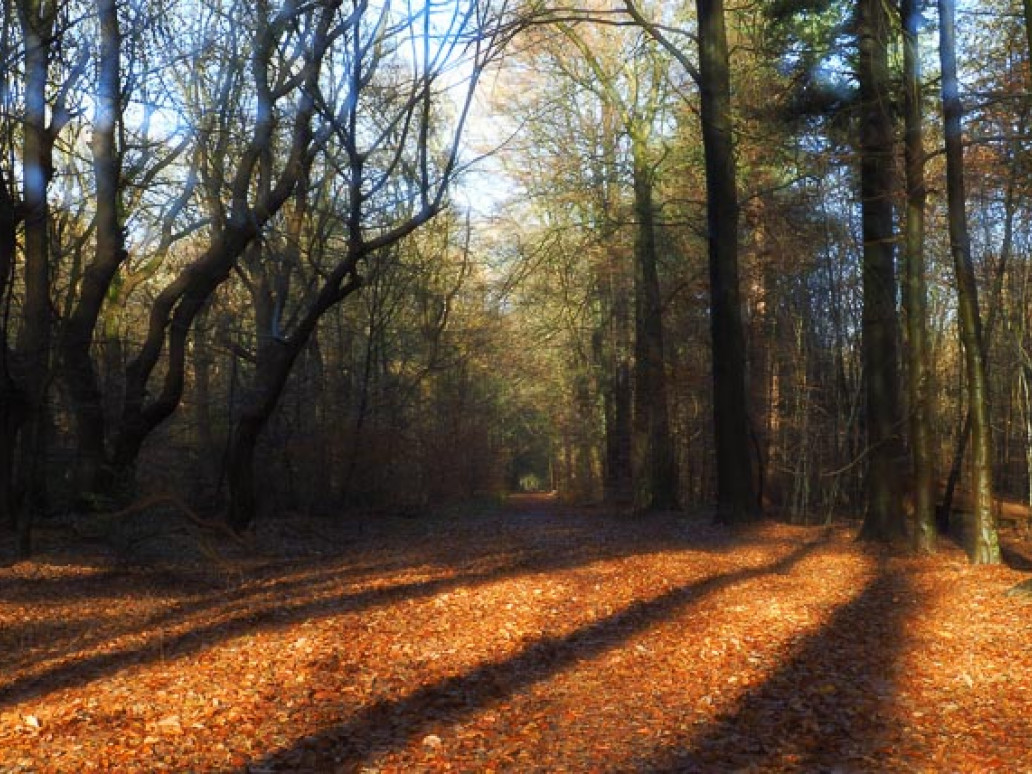 Heilsalbe für die Seele